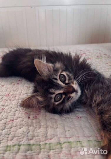 Маленькая кошечка