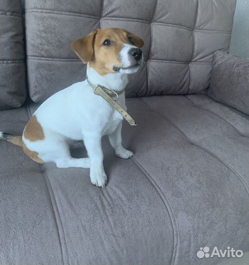 Продам щенка Джек Рассел терьер