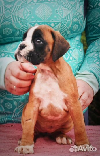 Щенки боксера с родословной