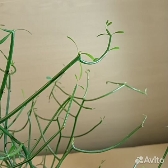 Хатиора или рапсалис