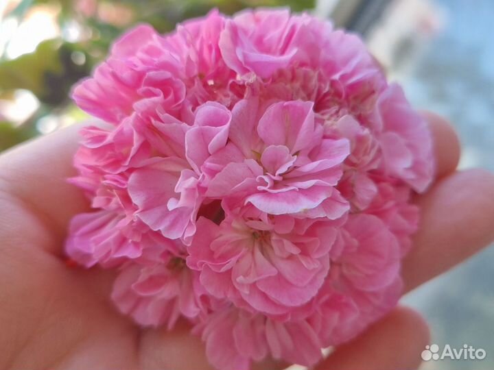 Герань пеларгония