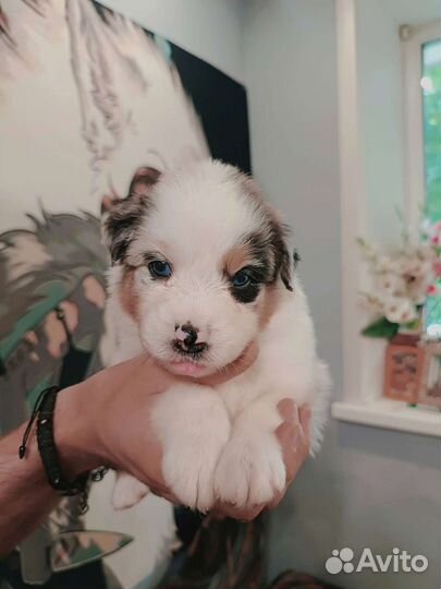 Щенки аусси