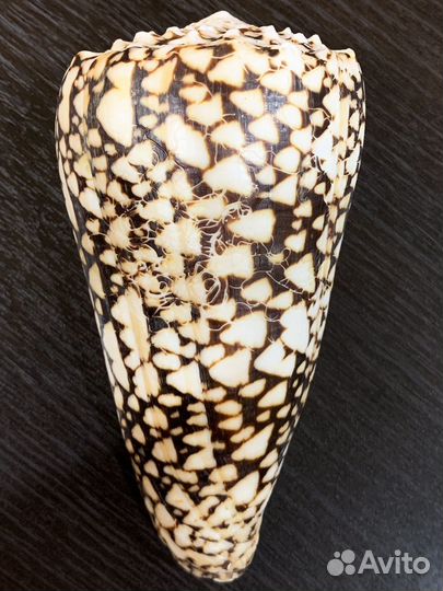 Морские ракушки раковины