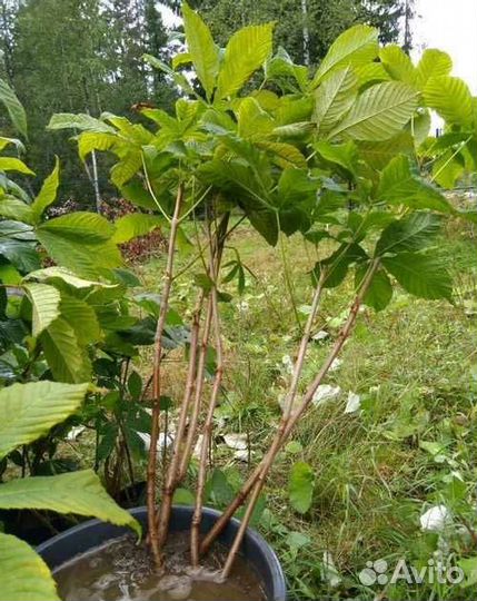 Саженцы Каштана