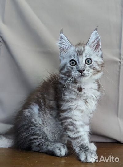 Котята мейн-кун