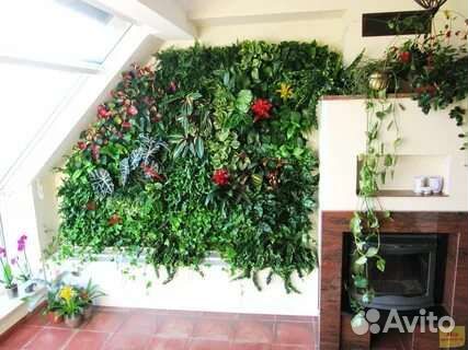 Живые растения для озеленения,фитостен,фитомодулей