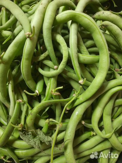 Спаржевая фасоль