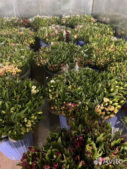 Цветы Альстромерии