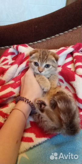 Шотландские вислоухие котята мраморные