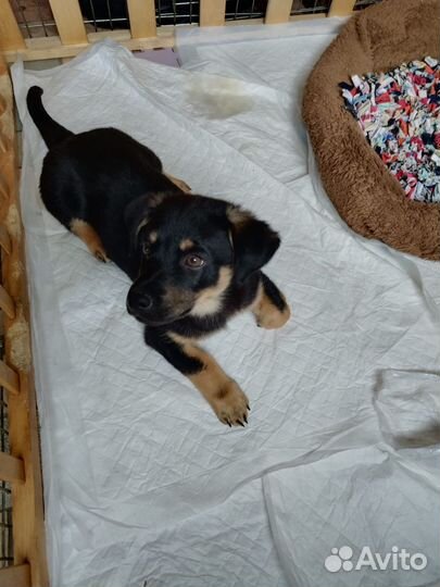 Собака в добрые руки