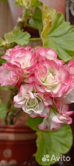 Комнатные цветы герань