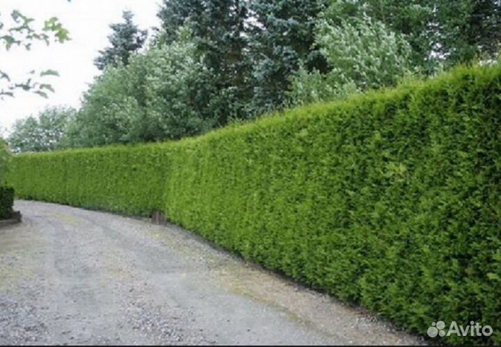 Бирючина саженцы для изгороди