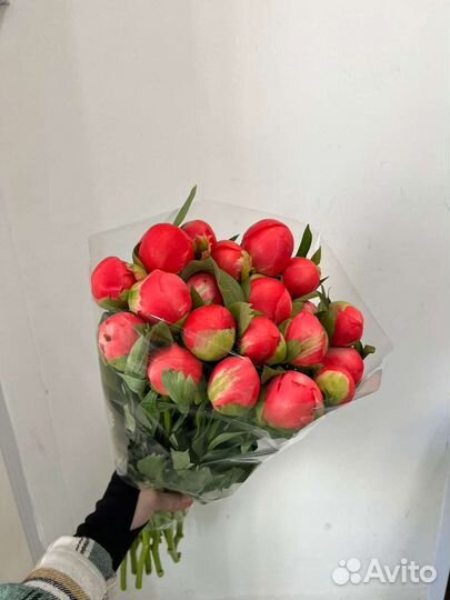 Свежее поступление пионов