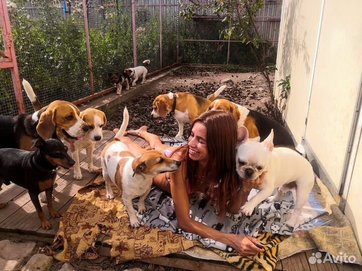 Гостиница для животных