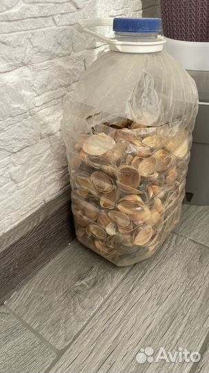 Морские ракушки раковины