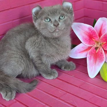Американский кёрл короткошёрстный котёнок