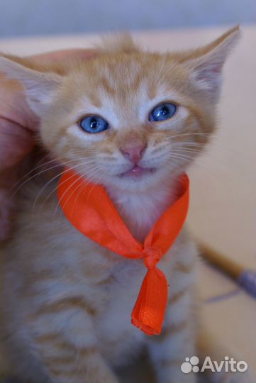 Котёнок рыжее счастье с голубыми глазами