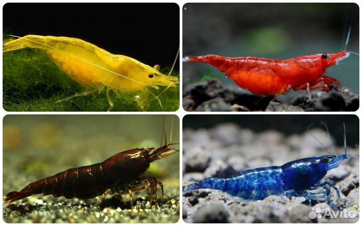Аквариумные креветки