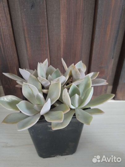 Суккуленты