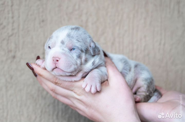 Американский булли покет