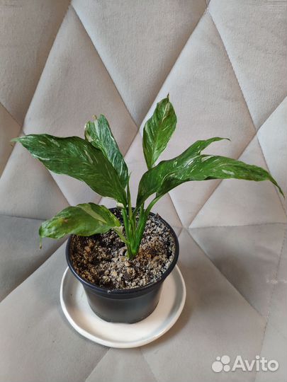 Спатифиллум пестролистный