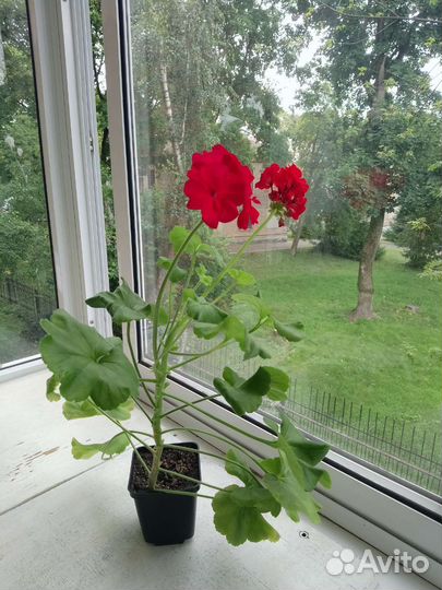 Герань, алоэ, денежное дерево толстянка