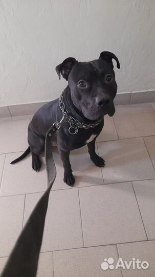 Вязка собак