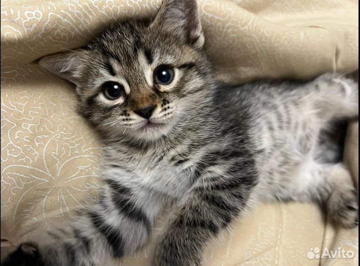 Шотландская