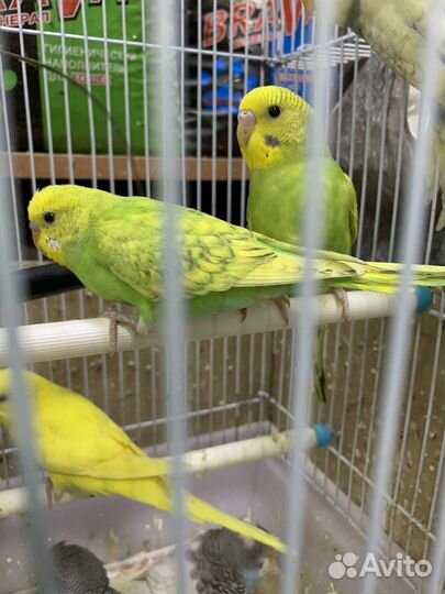 Волнистый попугай