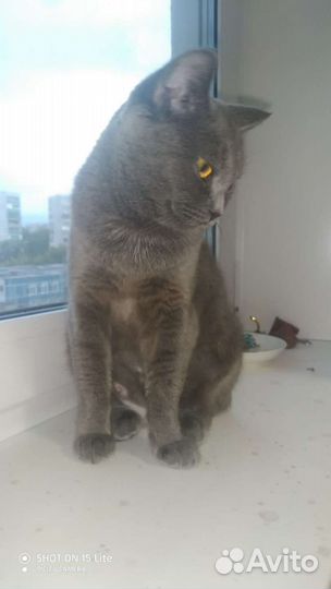 Кошка в дар