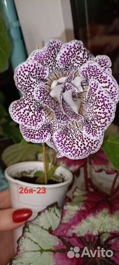 Клубни глаксинии