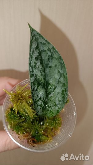 Сциндапсус Green Veine/ Bird wing