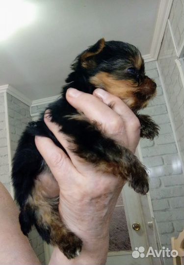 Йоркширский терьер