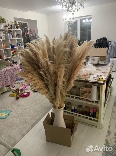 Пампасная трава Сочи 100% качество