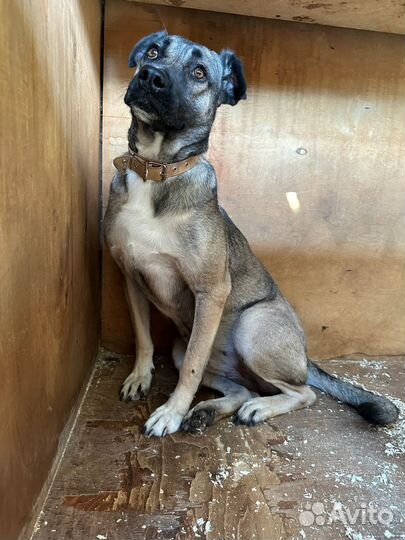 Собака из приюта