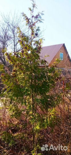 Ель и туя 3 метра по одной шт