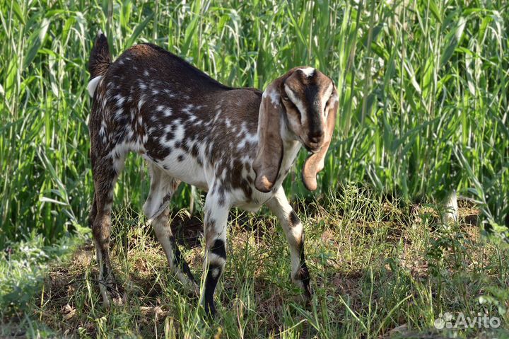 Козлята нубо-биталы