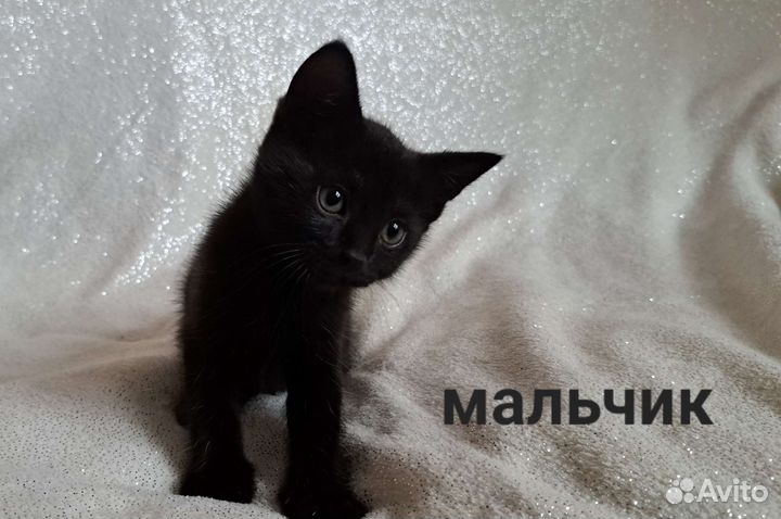 Котёнок в добрые руки. Мальчик