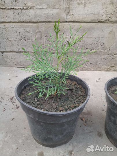 Туя западный брабант высота 20 см