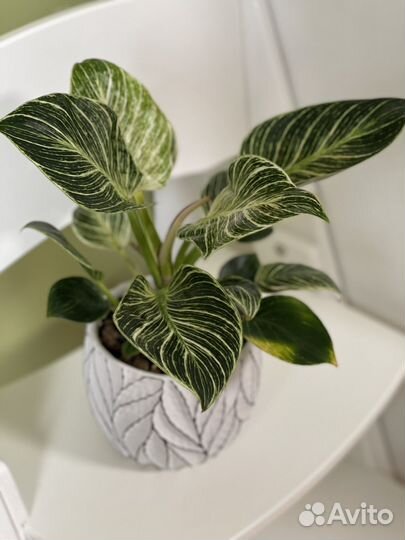 Филодендрон биркин