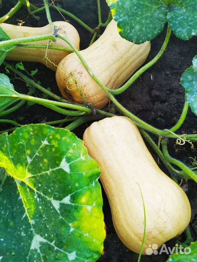 Тыква матильда оптом