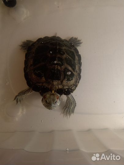 Черепаха в добрые руки