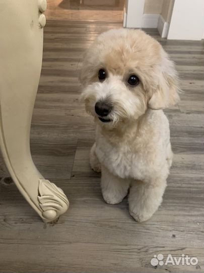 Вязка мальтипу