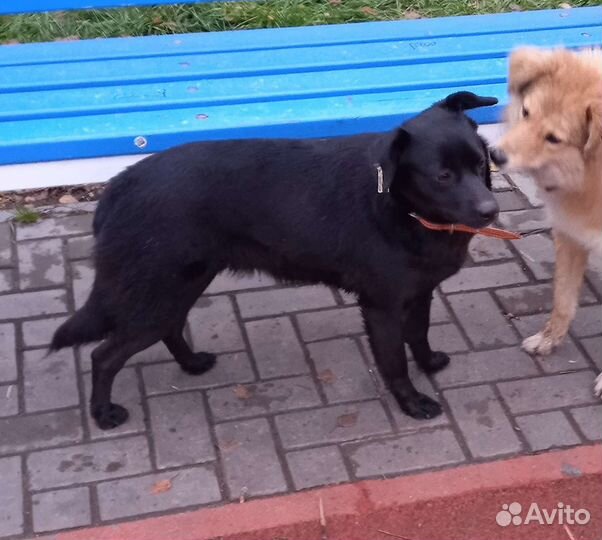 Добрый друг в добрые руки