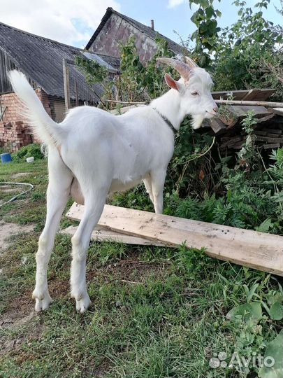 Козел Зааненский чистокровный