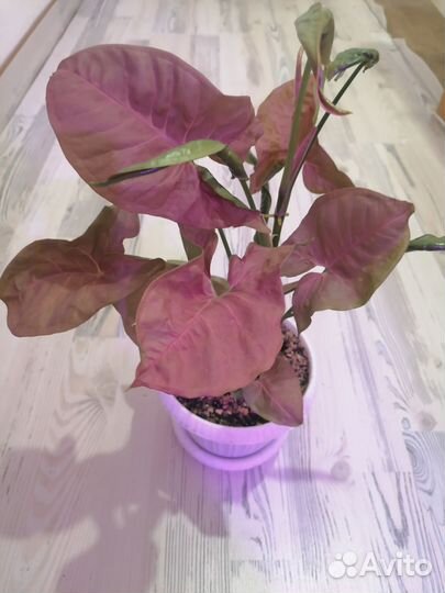 Сингониум Ред харт