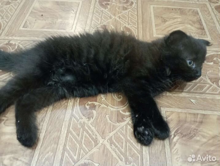 Кошка в дар