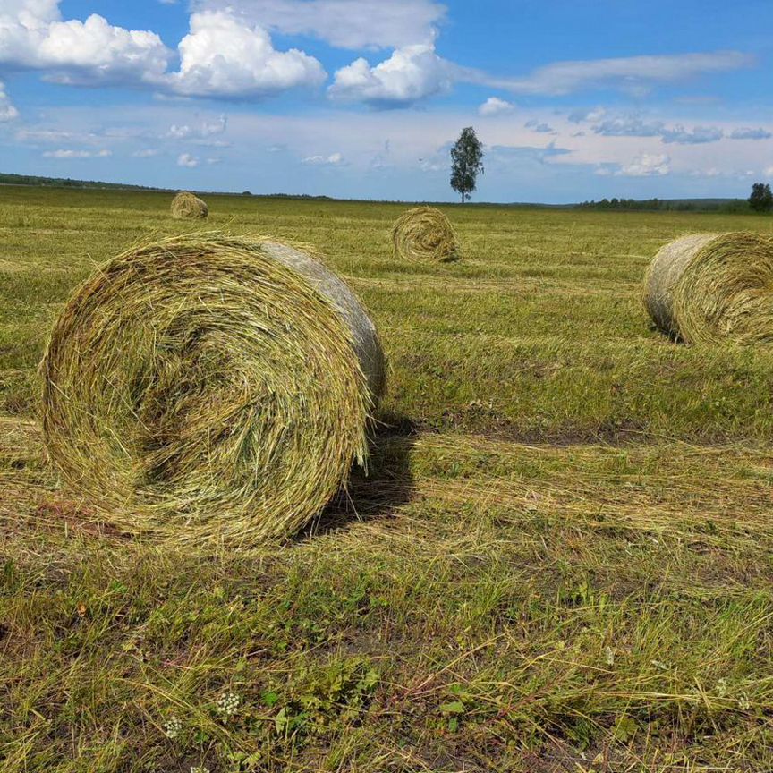 Продам сено в рулонах