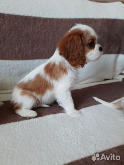 Щенки кавалер кинг чарльз спаниель