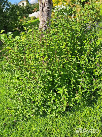 Мята ментоловая сушеная